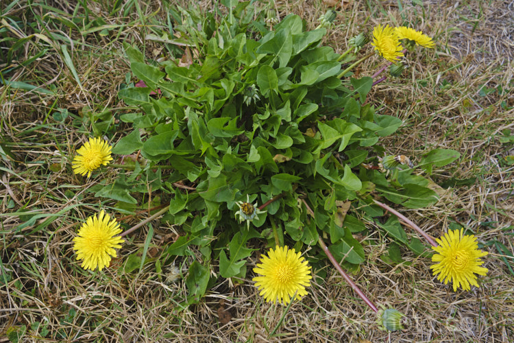 Taraxacum campylodes